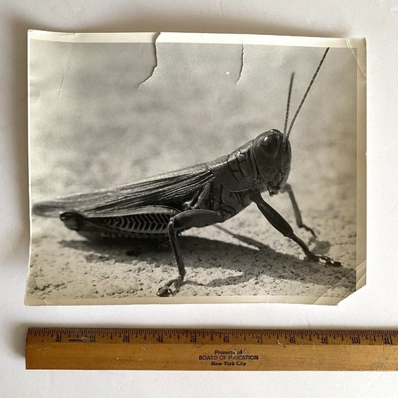 c1970 Original Grasshopper Black White Photograph Steven Willhite Glen Ellen IL - Picture 8 of 8